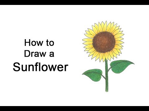 Sunflower drawing easy # draw Sunflower bud, draw Sunflower leaf,step by  step #सूरजमुखी का चित्र - YouTube