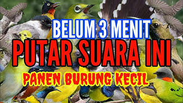 suara pikat semua jenis burung kecil paling ampuh || ini baru biyangnya pikat mp3 anti zoonk