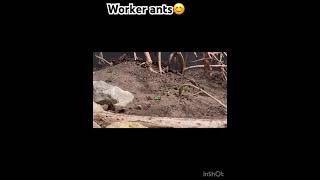 Download Lagu #teamwork #ants #niceday #lovethis MP3