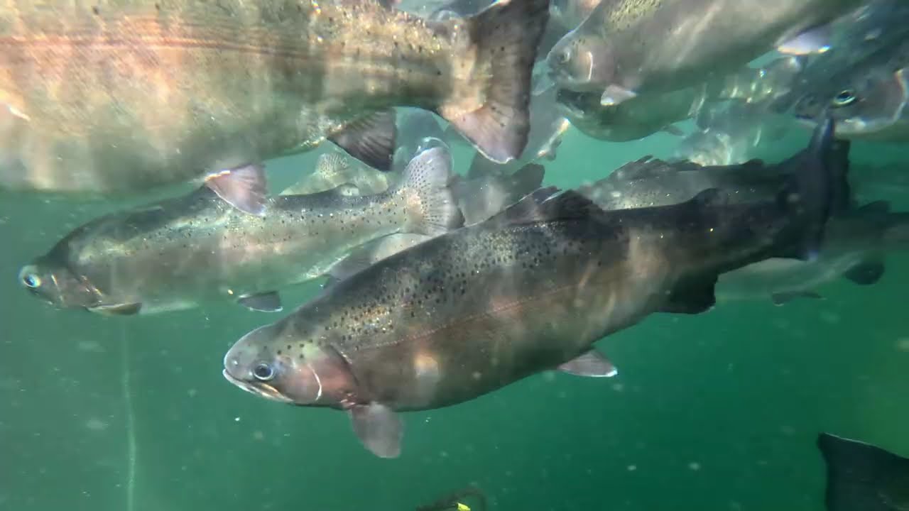 Inside the Salmon Farm - サーモン養殖場潜入