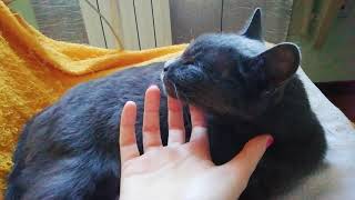Licking Korat cat by Cat lover 238 views 7 months ago 1 minute, 39 seconds