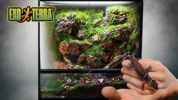 Building a Peaceful Mossarium for my Chinese Cave Gecko 