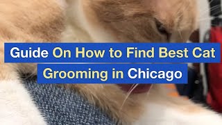 Guide On How to Find Best Cat Grooming in Chicago