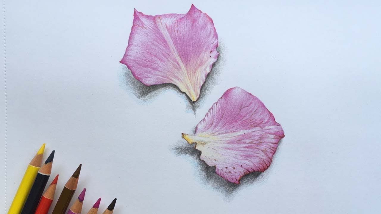 Rose Petals Drawing in Color Pencils, Pink Rose Petals Drawing