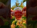 apple grows into a skull shape 🍎💀 satisfying AI timelapse #shorts