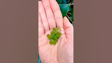 Real or  Fake peridot? #peridot #fake #immitation #crystalgems #rocktok #geology #crystals 