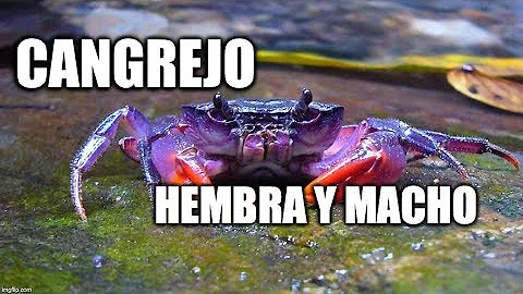 ¿Qué aspecto tienen los cangrejos en una hembra?