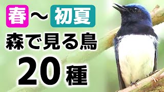 解説初夏の森で見る鳥20種【鳴き声】