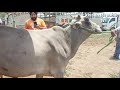 14 + दुध देने वाली खन्ना पशु मंडी की देसी गाय|Khanna Pashu mandi ke Desi Cow's | Dabwali Mandi