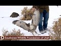 Great Horned Owl & Red Tail Hawk Back to the Wild!