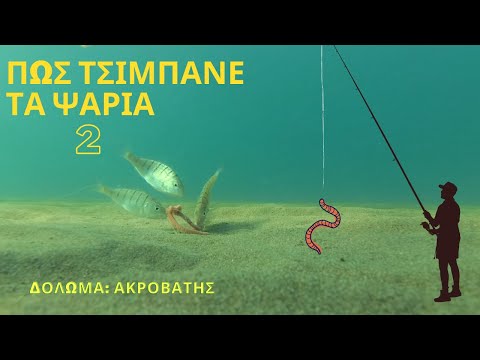 Βίντεο: Πώς να αναγνωρίσετε τα ψάρια
