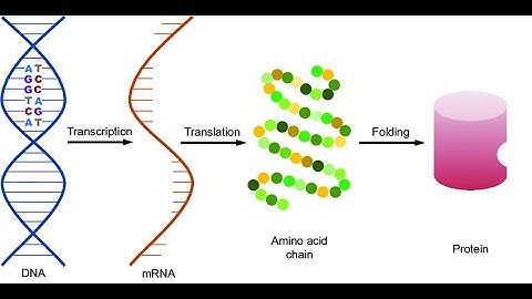 Molecular Biology - An Introduction (2 Minutes Microlearning)