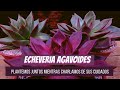 Plantemos juntos y hablemos de Echeveria agavoides