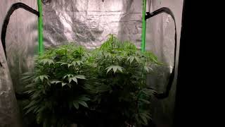 Flowering week 1 of flower OG Kush Chem OG LED Spider Farmer SF 4000