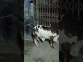  🤬Most Dangerous bull of 2k26🔥 unloading of Dangerous bull in mehmoodabad no.5
