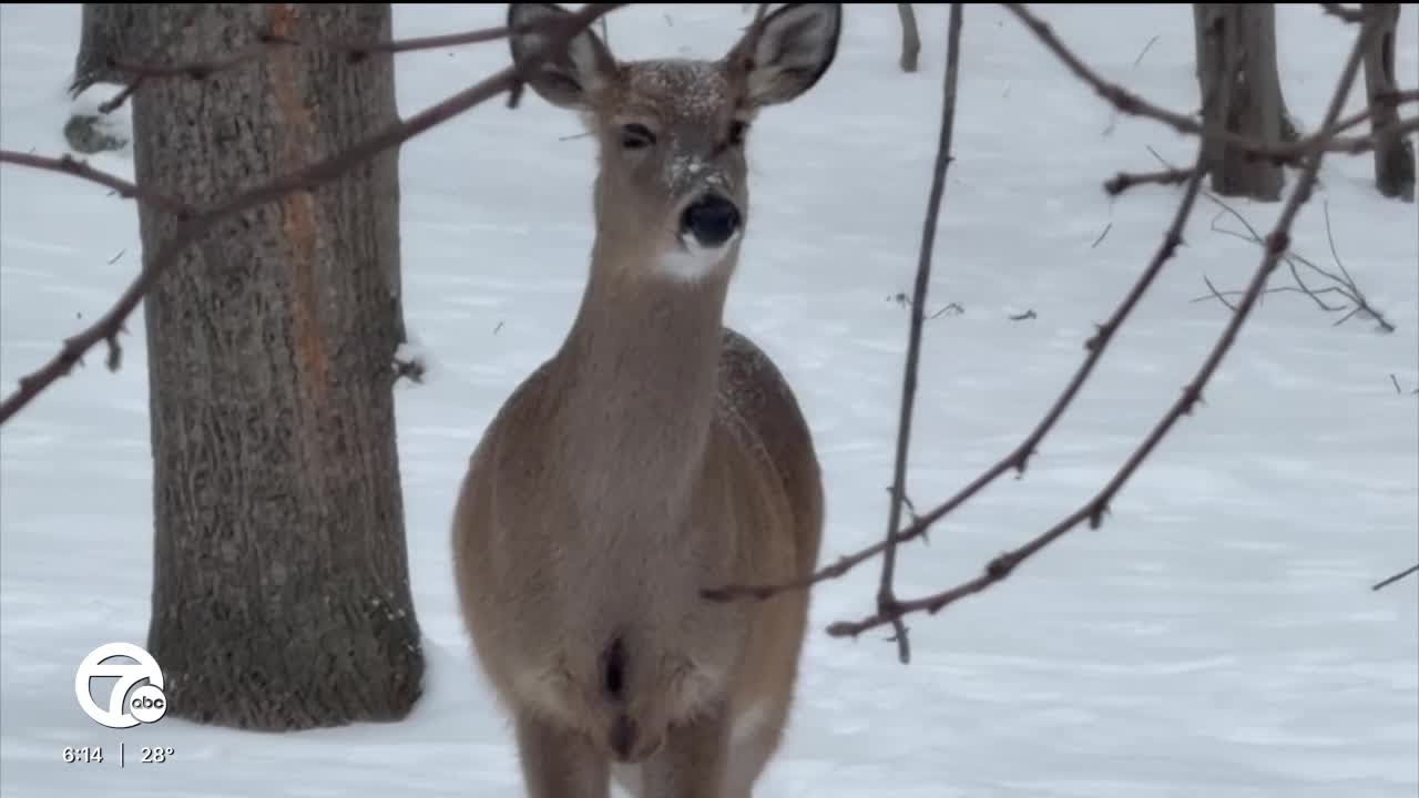 Controversial deer cull planned in Oakland County