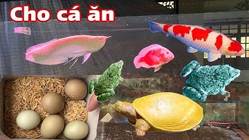 Cho các con vật ăn, Cá rồng, gà, vịt, cá koi, ếch, cá trê, cá nước ngọt