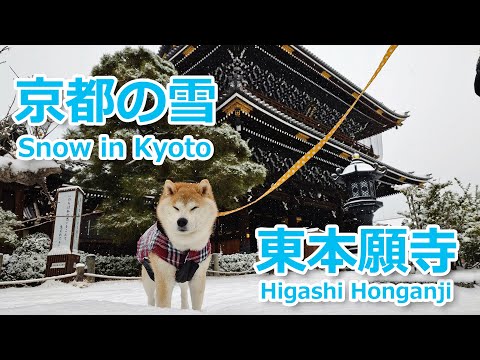 【京都の雪】銀世界の東本願寺、寒さに負けず柴犬お散歩(2025年2月8日) Shiba Inu walking in snowy Kyoto
