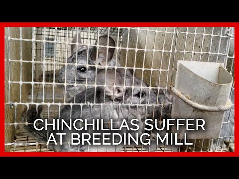 Video: Pus In De Baarmoeder Van Chinchilla's