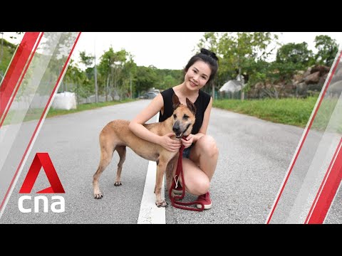 Video: Singapore Pets For å Få Avisnekrologer