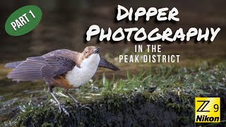 Dippers in the Peak District (Pt 1)