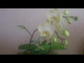 Как стимулировать цветение орхидеи. Результаты эксперимента