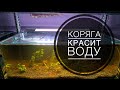 Коряга красит воду