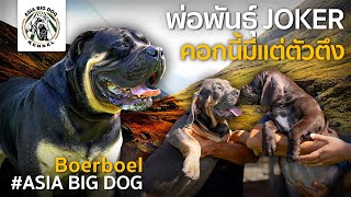 Boerboel /Joker & son /คอกนี้มีแต่ตัวตึงน่ารัก