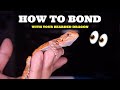 Best Ways To Bond With Your Bearded Dragon! Best TIPS!!