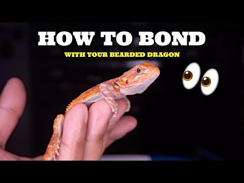 Best Ways To Bond With Your Bearded Dragon! Best TIPS!!