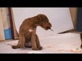 Artistic Irish Terrier Pups | Too Cute! の動画、YouTube動画。