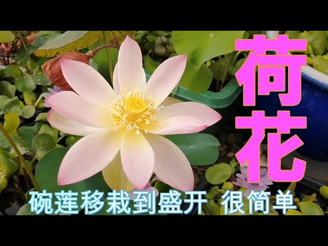 Record The Whole Process Of Water Lily Growth In 0 30 Days Huge Memory Consumption Youtube Record The Whole Process Of Water Lily Growth In 0 30 Days Huge Memory Consumption Youtube