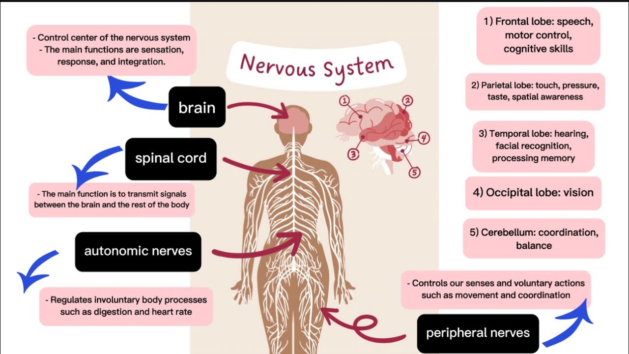 THE NERVOUS SYSTEM | PARTS AND FUNCTIONS | THE BRAIN - YouTube