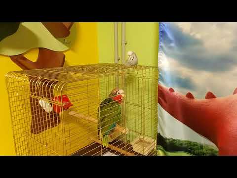 Кубинский амазон и