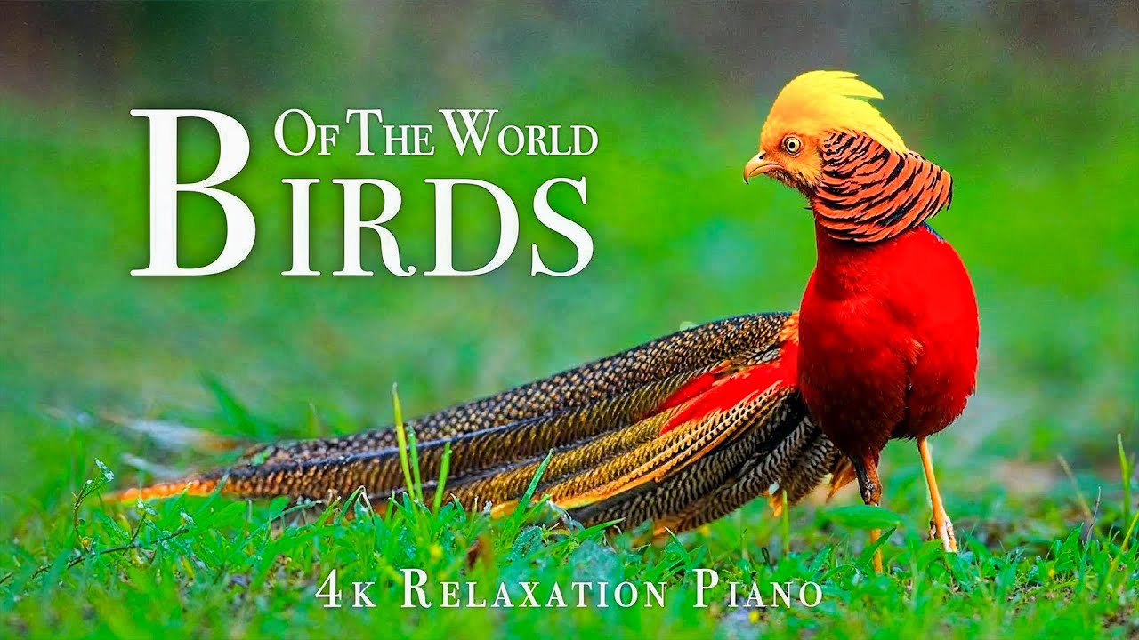 Birds Of The World 4K - Scenic Wildlife Film With Piano Calming Music, Study, Relaxing