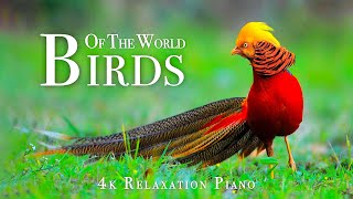 Birds Of The World 4K - Scenic Wildlife Film With Piano Calming Music, Study, Relaxing