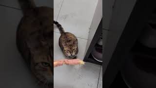 환장할 그 맛 츄르 뿌린 황태포(자체 제작 퓨전 고양이간식) 환장할 그 맛 츄르 뿌린 황태포(자체 제작 퓨전 고양이간식)