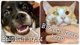 Вырвал зубы у щенка и взял слепого кота Вырвал зубы у щенка и взял слепого кота