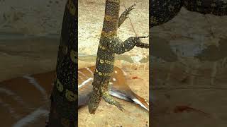 Download Lagu We got a monitor lizard today! #viralvideo #wildlife #junglehunter #animals #monitorlizard #lizard MP3 Download Lagu We got a monitor lizard today! #viralvideo #wildlife #junglehunter #animals #monitorlizard #lizard MP3