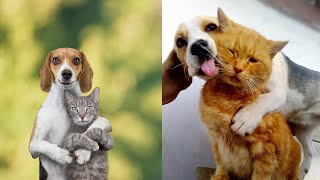 Dogs &amp; Cats = Puurfect Entertainment