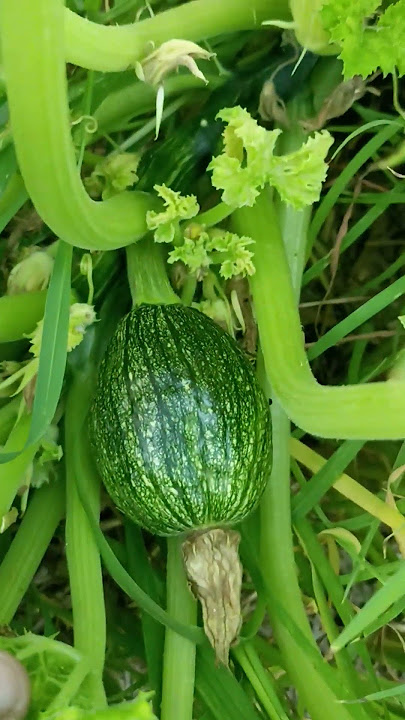 #chappan kadu # summer squash # organic farming