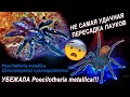 Как у меня убежал САМЫЙ ЯДОВИТЫЙ паук птицеед на планете Poecilotheria metallica! Пересадка пауков.