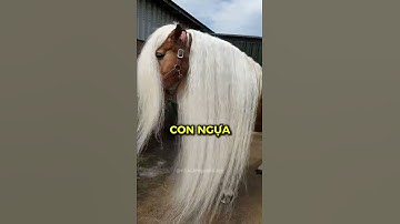 Sự thật về bờm ngựa