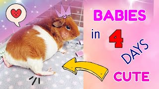 Guinea Pig Pregnant 4 Days Before 🐹