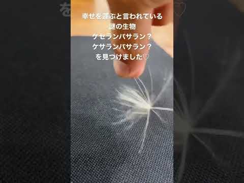 ケサランパサラン Youtube