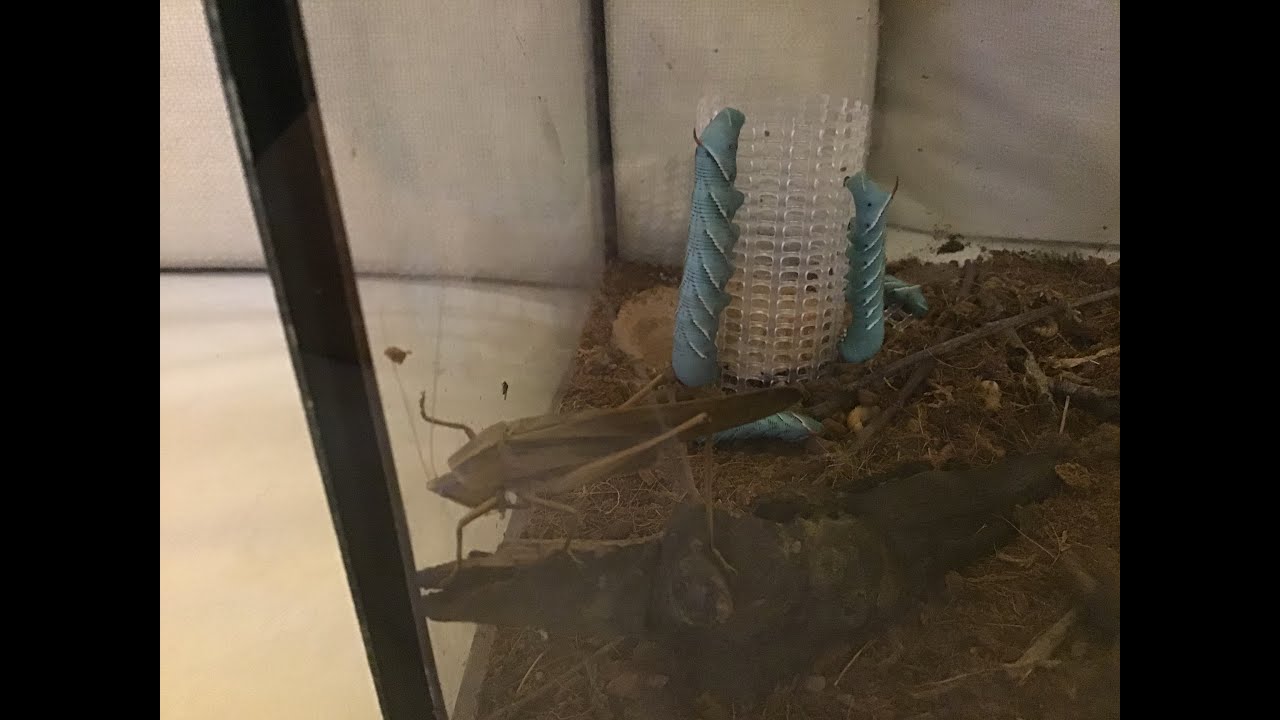 catching a cricket YouTube