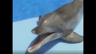 Kid A Day With The Animals