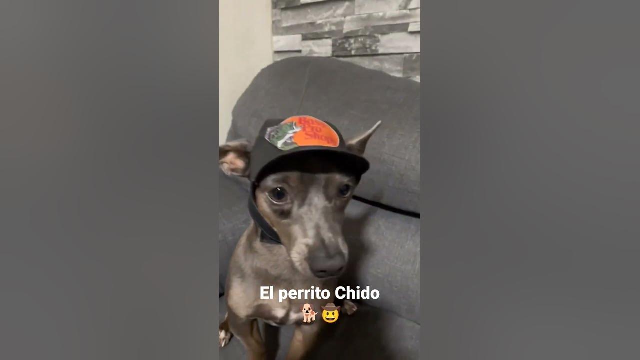 Perrito bélico ajuaa🤠 #parati #fpy - YouTube