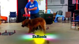 FaRook the Leonberger puppy in Puppy Groups at Sit Means Sit Mahoning and Steel Valley