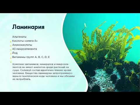 Ламинария. Бурая водоросль. Божественный дар Северного моря - YouTube